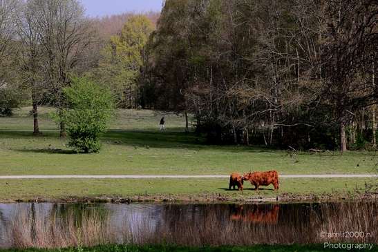 Scottish_Highland_in_Het_Amsterdamse_Bos_Animal_Photography_Nature_Photography_Canon_EOS_R5_Mark_II_2025_001.JPG