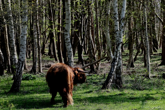 Scottish_Highland_in_Het_Amsterdamse_Bos_Animal_Photography_Nature_Photography_Canon_EOS_R5_Mark_II_2025_002.JPG