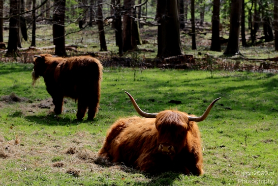 Scottish_Highland_in_Het_Amsterdamse_Bos_Animal_Photography_Nature_Photography_Canon_EOS_R5_Mark_II_2025_003.JPG