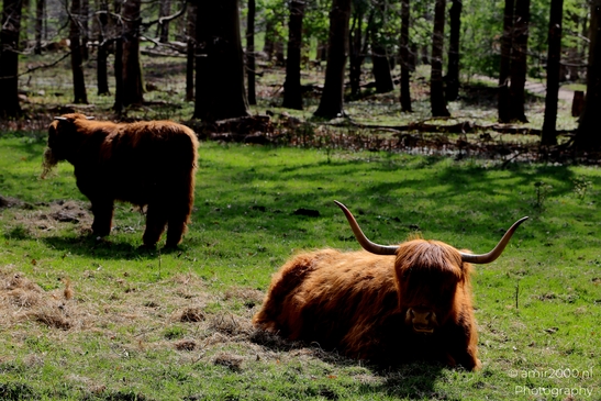 Scottish_Highland_in_Het_Amsterdamse_Bos_Animal_Photography_Nature_Photography_Canon_EOS_R5_Mark_II_2025_004.JPG