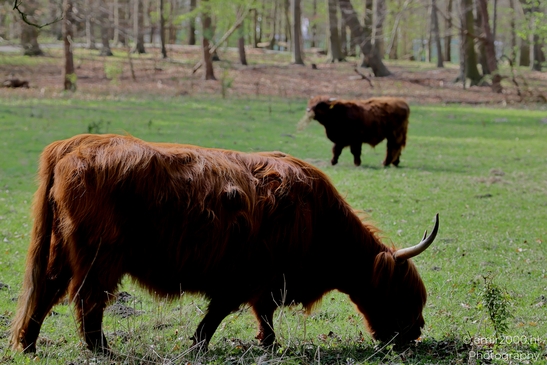 Scottish_Highland_in_Het_Amsterdamse_Bos_Animal_Photography_Nature_Photography_Canon_EOS_R5_Mark_II_2025_005.JPG