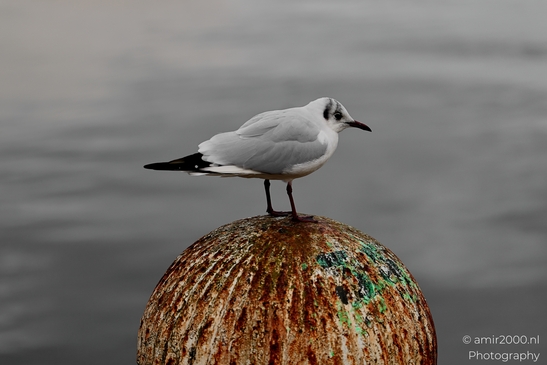 Seagul_zeemeeuw_in_the_city_Birds_Photography_Nature_Photography_Canon_EOS_R5_Mark_II_2025_001.JPG