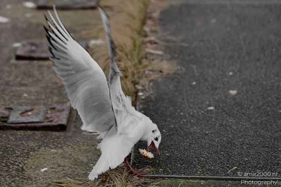 Seagul_zeemeeuw_in_the_city_Birds_Photography_Nature_Photography_Canon_EOS_R5_Mark_II_2025_002.JPG