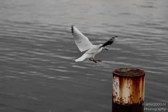 Seagul_zeemeeuw_in_the_city_Birds_Photography_Nature_Photography_Canon_EOS_R5_Mark_II_2025_004.JPG