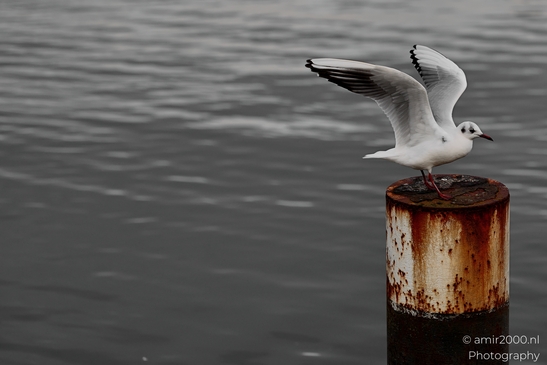 Seagul_zeemeeuw_in_the_city_Birds_Photography_Nature_Photography_Canon_EOS_R5_Mark_II_2025_005.JPG
