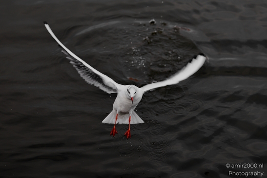 Seagul_zeemeeuw_in_the_city_Birds_Photography_Nature_Photography_Canon_EOS_R5_Mark_II_2025_006.JPG