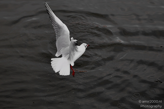 Seagul_zeemeeuw_in_the_city_Birds_Photography_Nature_Photography_Canon_EOS_R5_Mark_II_2025_007.JPG