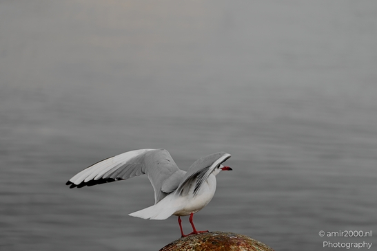 Seagul_zeemeeuw_in_the_city_Birds_Photography_Nature_Photography_Canon_EOS_R5_Mark_II_2025_008.JPG