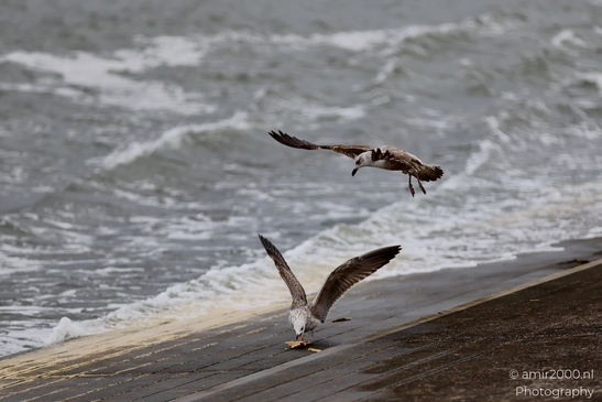 Seagul_zeemeeuw_in_the_city_Birds_Photography_Nature_Photography_Canon_EOS_R5_Mark_II_2025_009.JPG