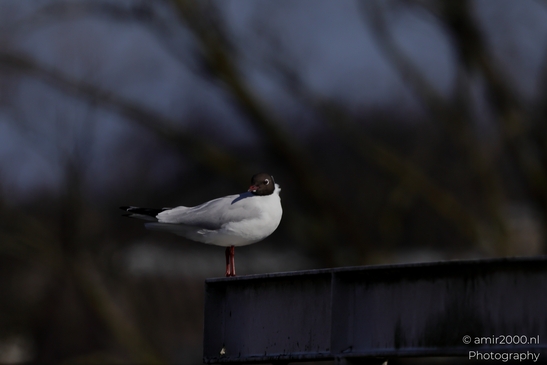Seagul_zeemeeuw_in_the_city_Birds_Photography_Nature_Photography_Canon_EOS_R5_Mark_II_2025_011.JPG
