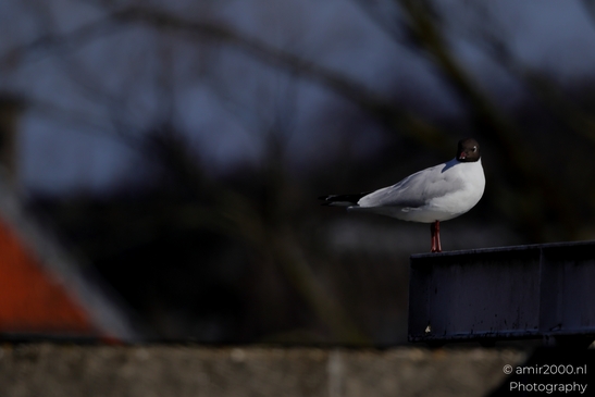 Seagul_zeemeeuw_in_the_city_Birds_Photography_Nature_Photography_Canon_EOS_R5_Mark_II_2025_012.JPG