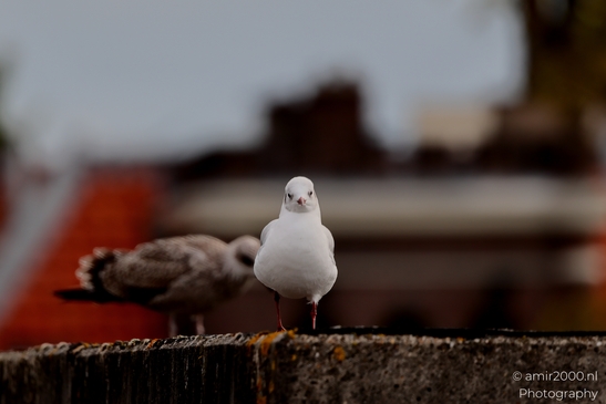 Seagul_zeemeeuw_in_the_city_Birds_Photography_Nature_Photography_Canon_EOS_R5_Mark_II_2025_013.JPG