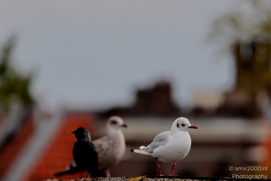 Seagul_zeemeeuw_in_the_city_Birds_Photography_Nature_Photography_Canon_EOS_R5_Mark_II_2025_014.JPG