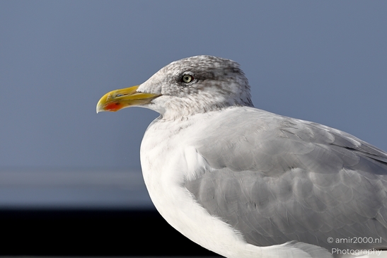 Seagull_On_Ferry_Gulf_of_Finland_Baltic_Sea_Birds_Photography_Nature_Photography_Canon_EOS_R5_Mark_II_2025_001.JPG