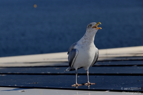 Seagull_On_Ferry_Gulf_of_Finland_Baltic_Sea_Birds_Photography_Nature_Photography_Canon_EOS_R5_Mark_II_2025_002.JPG