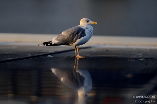 Seagull_On_Ferry_Gulf_of_Finland_Baltic_Sea_Birds_Photography_Nature_Photography_Canon_EOS_R5_Mark_II_2025_009.JPG