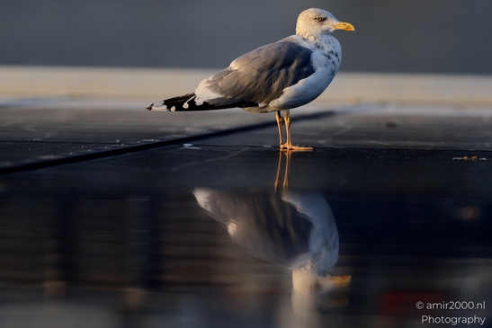 Seagull_On_Ferry_Gulf_of_Finland_Baltic_Sea_Birds_Photography_Nature_Photography_Canon_EOS_R5_Mark_II_2025_010.JPG