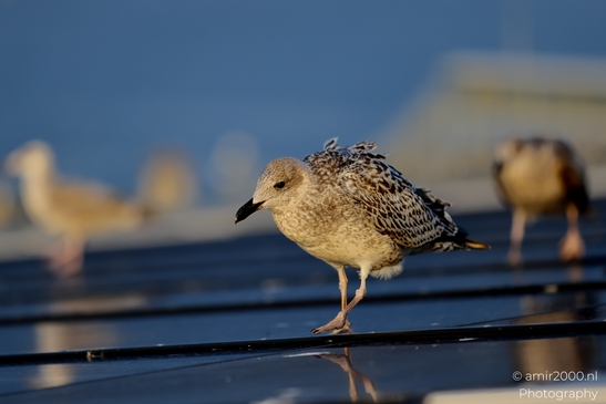 Seagull_On_Ferry_Gulf_of_Finland_Baltic_Sea_Birds_Photography_Nature_Photography_Canon_EOS_R5_Mark_II_2025_011.JPG