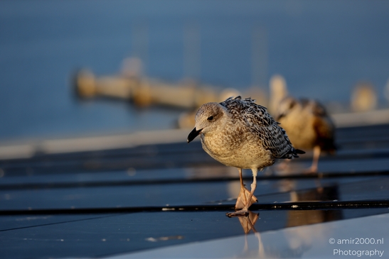 Seagull_On_Ferry_Gulf_of_Finland_Baltic_Sea_Birds_Photography_Nature_Photography_Canon_EOS_R5_Mark_II_2025_012.JPG