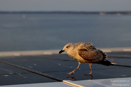 Seagull_On_Ferry_Gulf_of_Finland_Baltic_Sea_Birds_Photography_Nature_Photography_Canon_EOS_R5_Mark_II_2025_013.JPG