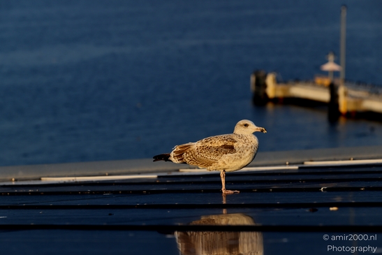 Seagull_On_Ferry_Gulf_of_Finland_Baltic_Sea_Birds_Photography_Nature_Photography_Canon_EOS_R5_Mark_II_2025_014.JPG