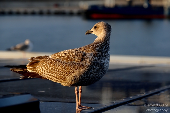 Seagull_On_Ferry_Gulf_of_Finland_Baltic_Sea_Birds_Photography_Nature_Photography_Canon_EOS_R5_Mark_II_2025_015.JPG