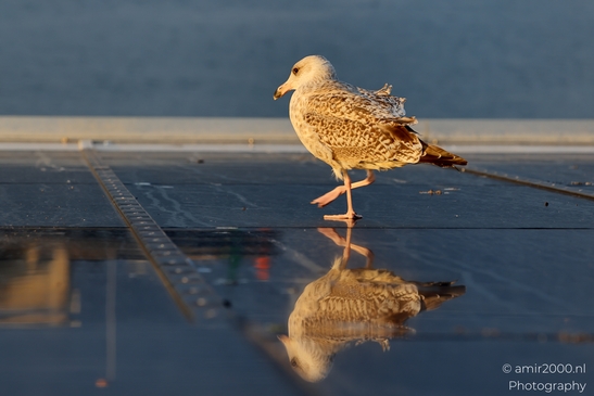 Seagull_On_Ferry_Gulf_of_Finland_Baltic_Sea_Birds_Photography_Nature_Photography_Canon_EOS_R5_Mark_II_2025_016.JPG