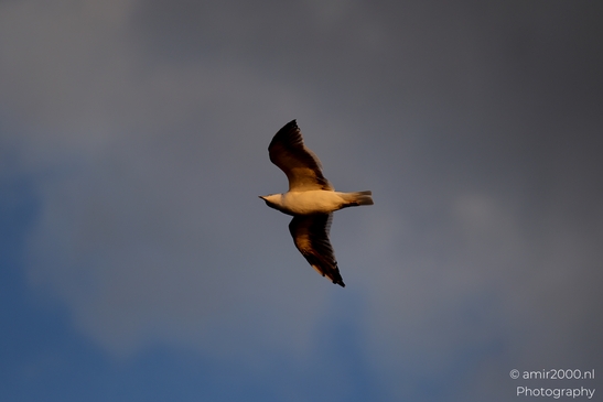 Seagull_On_Ferry_Gulf_of_Finland_Baltic_Sea_Birds_Photography_Nature_Photography_Canon_EOS_R5_Mark_II_2025_017.JPG