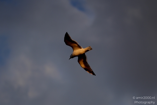 Seagull_On_Ferry_Gulf_of_Finland_Baltic_Sea_Birds_Photography_Nature_Photography_Canon_EOS_R5_Mark_II_2025_018.JPG