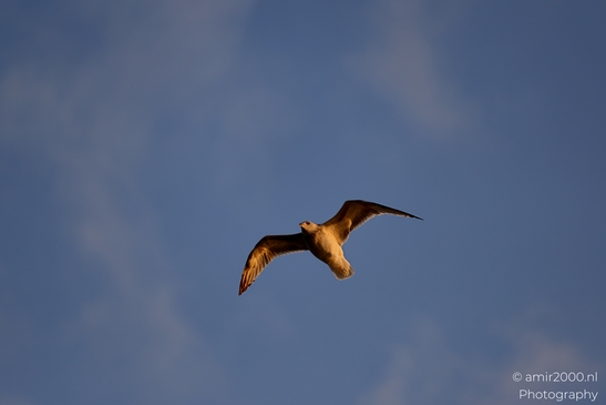 Seagull_On_Ferry_Gulf_of_Finland_Baltic_Sea_Birds_Photography_Nature_Photography_Canon_EOS_R5_Mark_II_2025_019.JPG