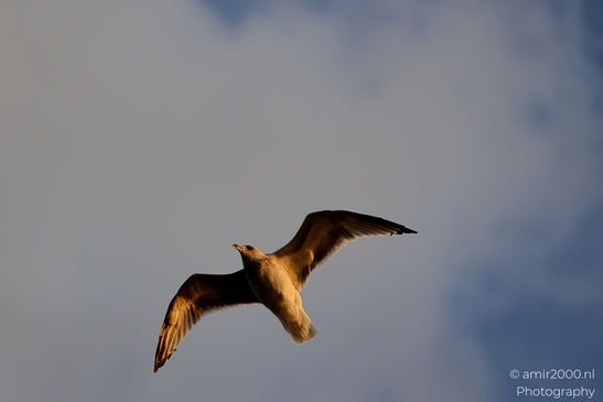 Seagull_On_Ferry_Gulf_of_Finland_Baltic_Sea_Birds_Photography_Nature_Photography_Canon_EOS_R5_Mark_II_2025_020.JPG