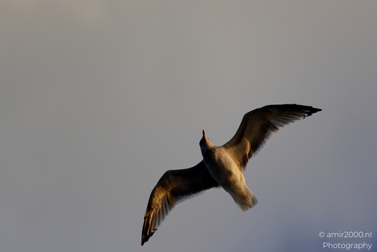 Seagull_On_Ferry_Gulf_of_Finland_Baltic_Sea_Birds_Photography_Nature_Photography_Canon_EOS_R5_Mark_II_2025_021.JPG