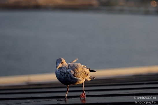 Seagull_On_Ferry_Gulf_of_Finland_Baltic_Sea_Birds_Photography_Nature_Photography_Canon_EOS_R5_Mark_II_2025_022.JPG