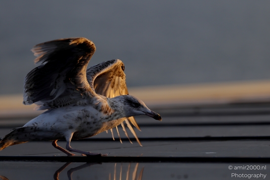 Seagull_On_Ferry_Gulf_of_Finland_Baltic_Sea_Birds_Photography_Nature_Photography_Canon_EOS_R5_Mark_II_2025_023.JPG