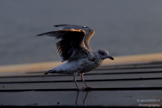 Seagull_On_Ferry_Gulf_of_Finland_Baltic_Sea_Birds_Photography_Nature_Photography_Canon_EOS_R5_Mark_II_2025_024.JPG
