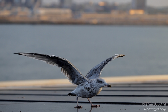 Seagull_On_Ferry_Gulf_of_Finland_Baltic_Sea_Birds_Photography_Nature_Photography_Canon_EOS_R5_Mark_II_2025_025.JPG