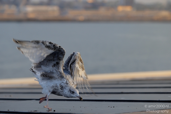 Seagull_On_Ferry_Gulf_of_Finland_Baltic_Sea_Birds_Photography_Nature_Photography_Canon_EOS_R5_Mark_II_2025_026.JPG
