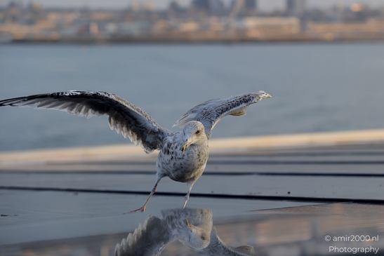 Seagull_On_Ferry_Gulf_of_Finland_Baltic_Sea_Birds_Photography_Nature_Photography_Canon_EOS_R5_Mark_II_2025_028.JPG