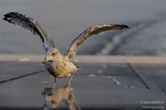 Seagull_On_Ferry_Gulf_of_Finland_Baltic_Sea_Birds_Photography_Nature_Photography_Canon_EOS_R5_Mark_II_2025_029.JPG