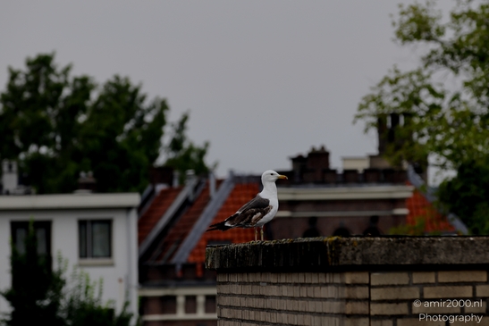 Seagull_On_Rooftop_Birds_Photography_Nature_Photography_Canon_EOS_R5_Mark_II_2025_001.JPG