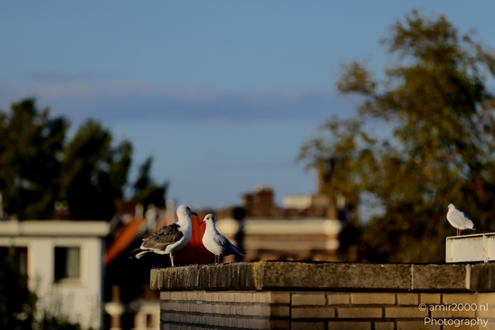 Seagull_On_Rooftop_Birds_Photography_Nature_Photography_Canon_EOS_R5_Mark_II_2025_002.JPG