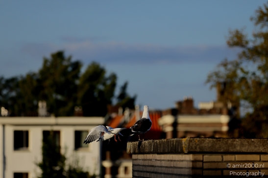 Seagull_On_Rooftop_Birds_Photography_Nature_Photography_Canon_EOS_R5_Mark_II_2025_003.JPG