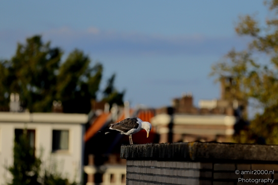 Seagull_On_Rooftop_Birds_Photography_Nature_Photography_Canon_EOS_R5_Mark_II_2025_005.JPG