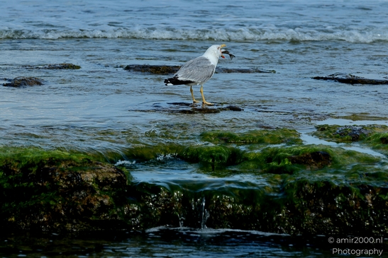 Seagull_feasting_on_a_fish_at_Mediterranean_Sea_Israel_Birds_Photography_Nature_Photography_Canon_EOS_R5_Mark_II_2025_001.JPG