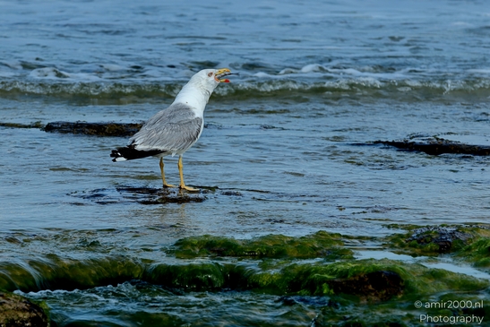 Seagull_feasting_on_a_fish_at_Mediterranean_Sea_Israel_Birds_Photography_Nature_Photography_Canon_EOS_R5_Mark_II_2025_002.JPG