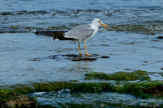 Seagull_feasting_on_a_fish_at_Mediterranean_Sea_Israel_Birds_Photography_Nature_Photography_Canon_EOS_R5_Mark_II_2025_004.JPG