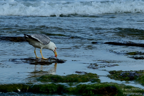 Seagull_feasting_on_a_fish_at_Mediterranean_Sea_Israel_Birds_Photography_Nature_Photography_Canon_EOS_R5_Mark_II_2025_005.JPG