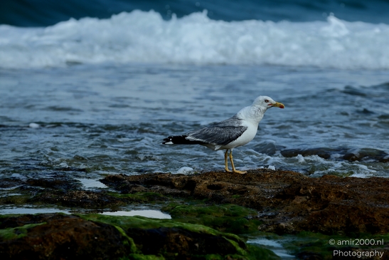 Seagull_feasting_on_a_fish_at_Mediterranean_Sea_Israel_Birds_Photography_Nature_Photography_Canon_EOS_R5_Mark_II_2025_008.JPG