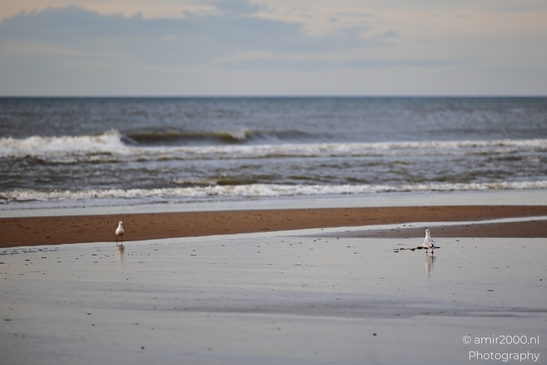 Seagulls_At_The_Beach_During_Sunset_Zandvoort_Birds_Photography_nature_Photography_Canon_EOS_R5_Mark_II_2025_001.JPG