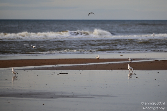 Seagulls_At_The_Beach_During_Sunset_Zandvoort_Birds_Photography_nature_Photography_Canon_EOS_R5_Mark_II_2025_002.JPG